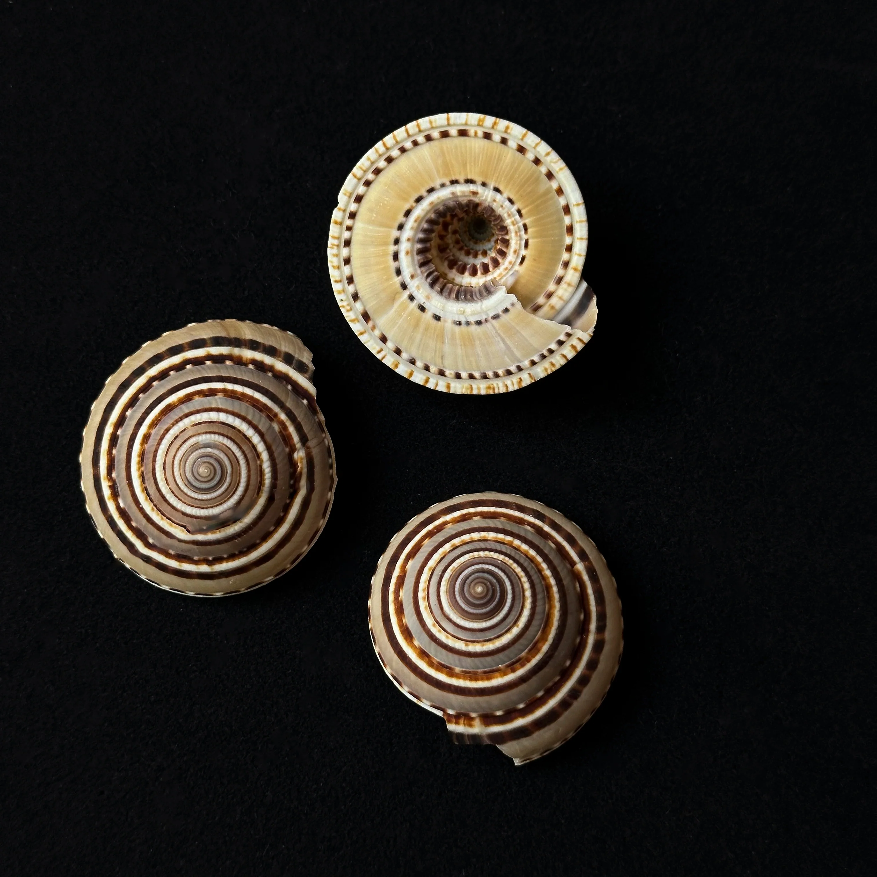 Miniature 1