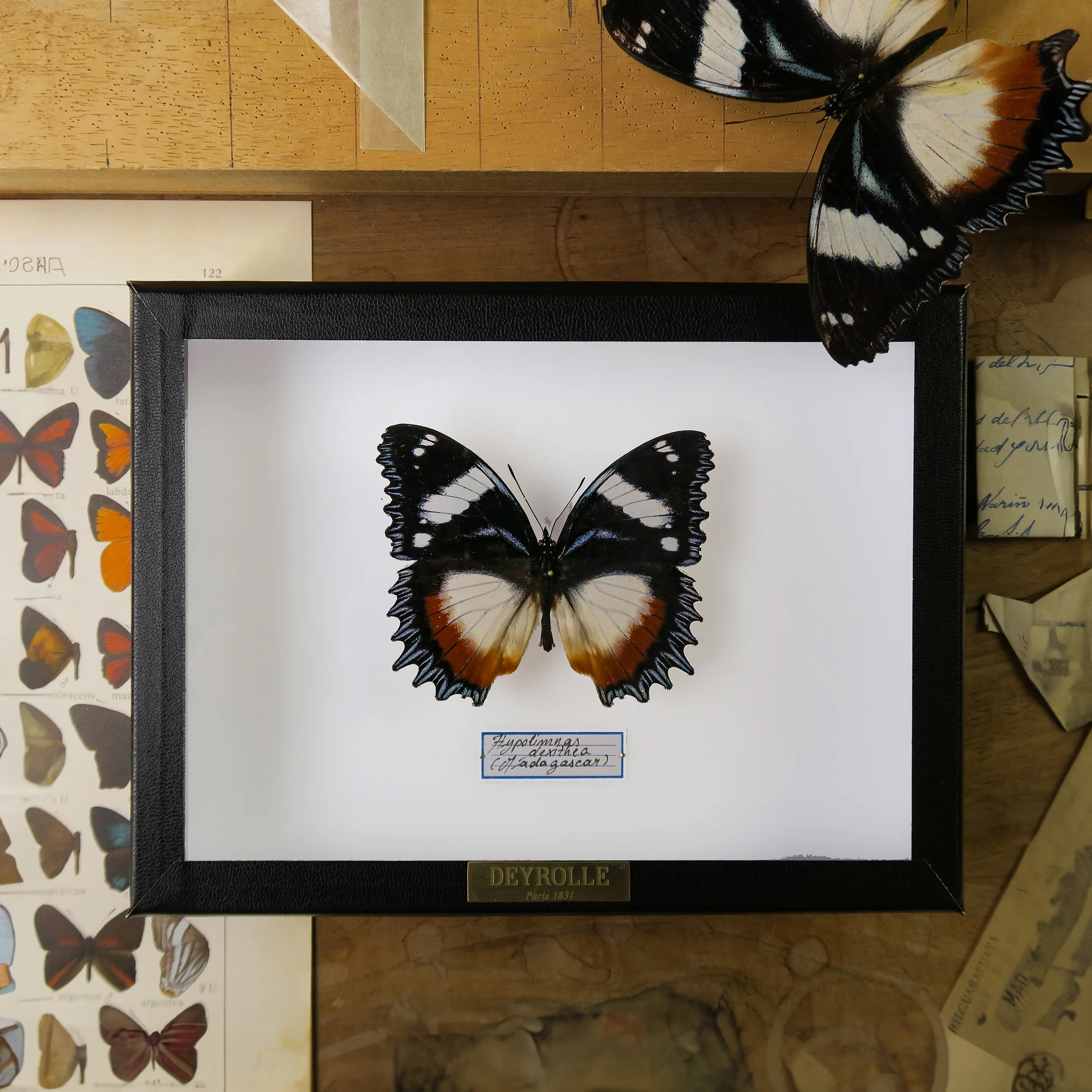 Papillons et Insectes
